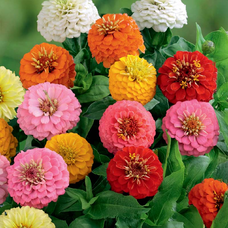 Zinnia Sunbow mixed colors