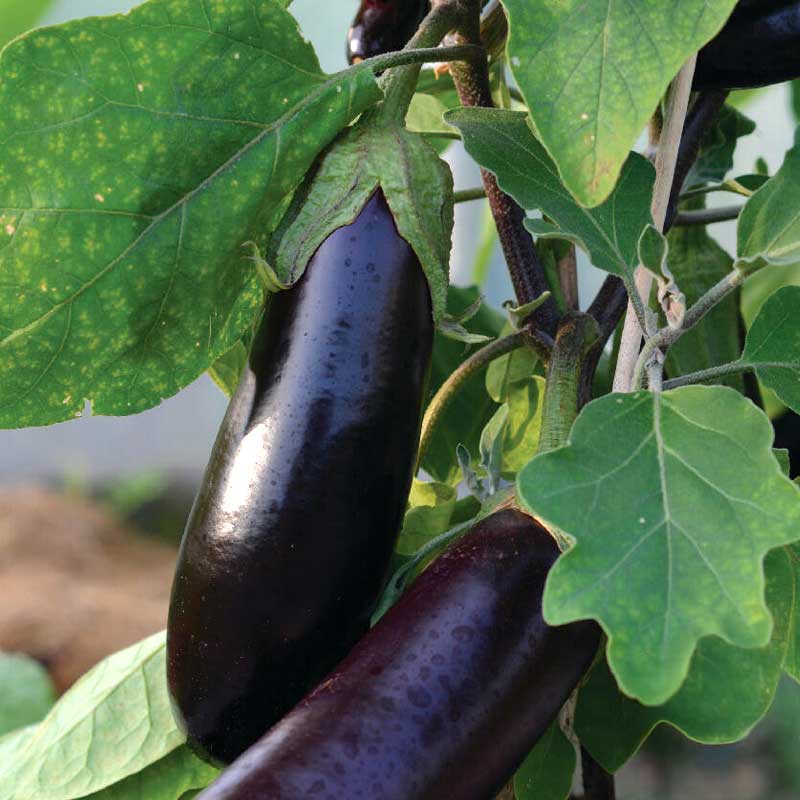 Eggplant 'Teresa' F1