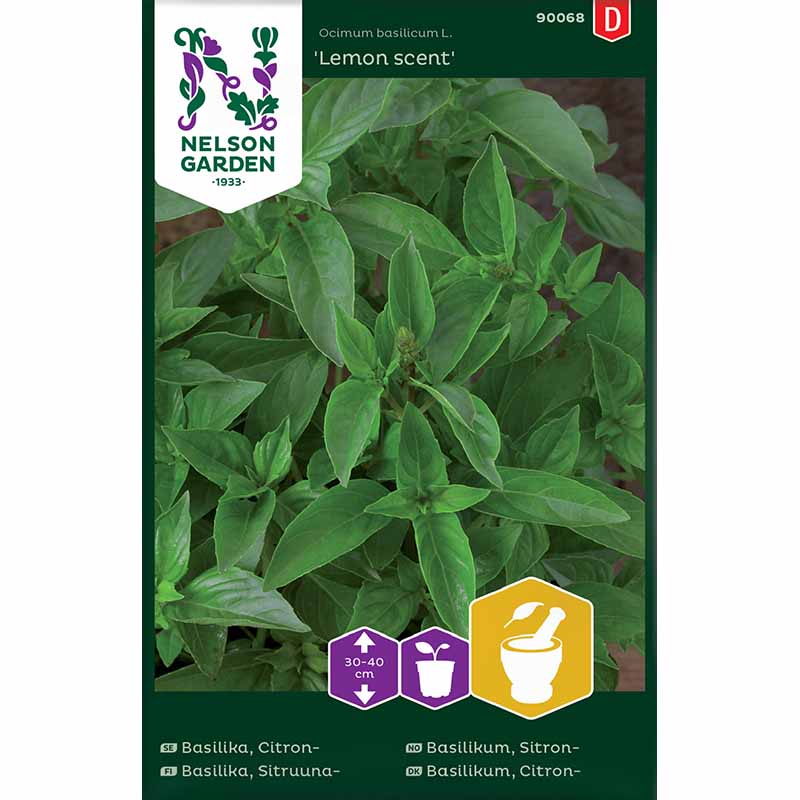 Lemon Basil 'Lemon scent'