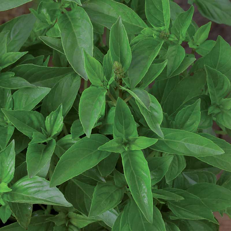 Lemon Basil 'Lemon scent'