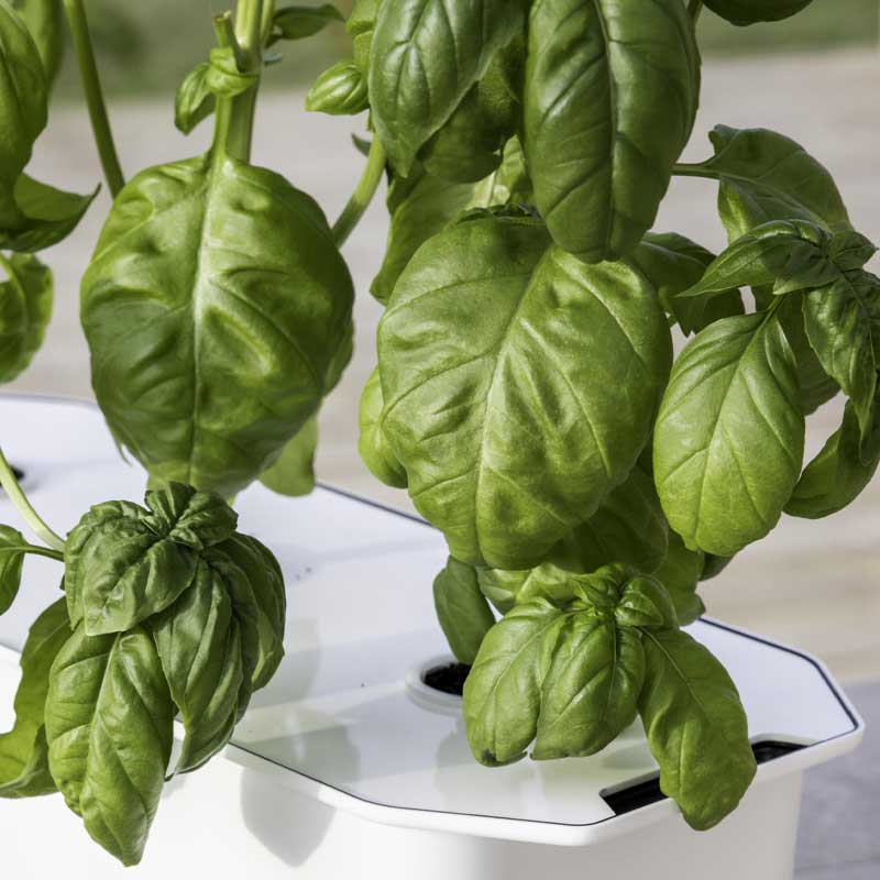 Basil 'Ordinary' - Harvy