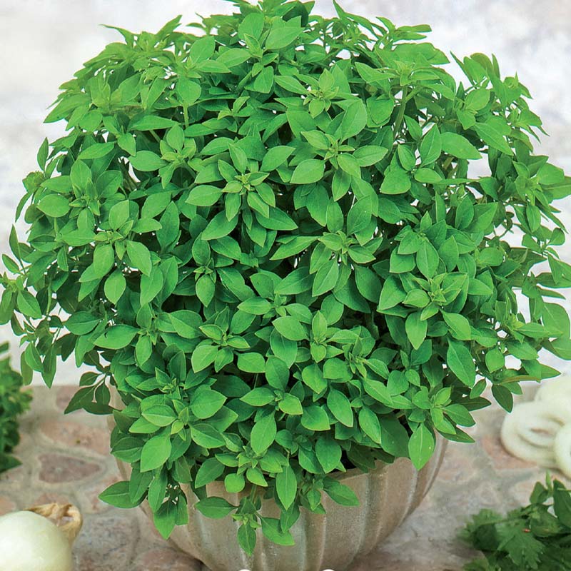 Small-leaved Basil 'Balkon Star'