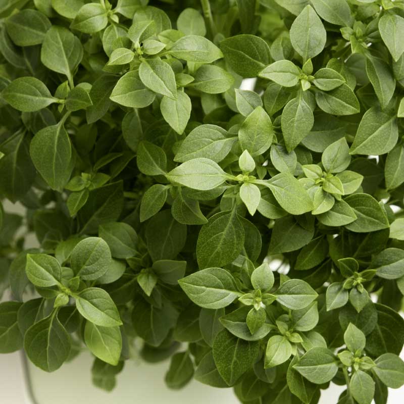 Small-leaved Basil 'Balkon Star' - Harvy