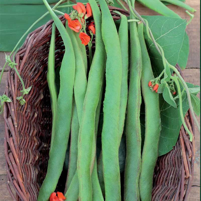 Runner Bean 'Preisgewinner'