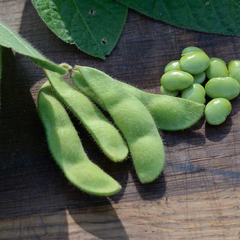 Edamame Bean 'Summer Shell'