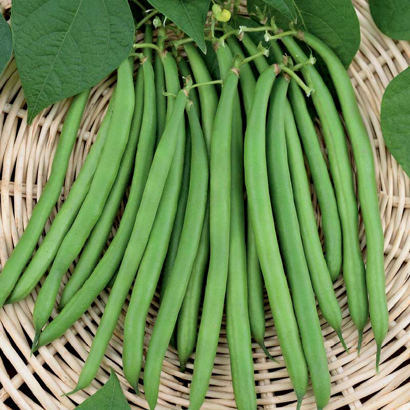 Snap Bean 'Ferrari'