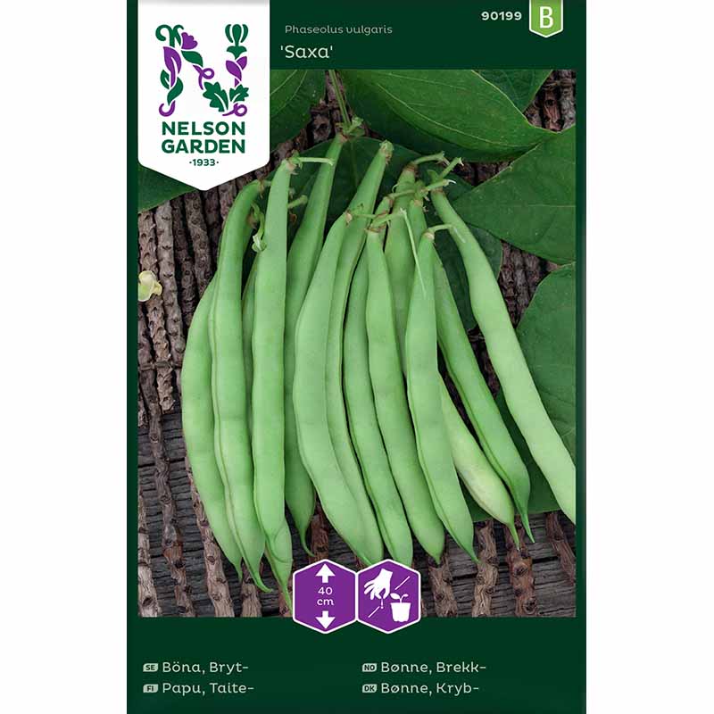 Bush Bean 'Saxa'