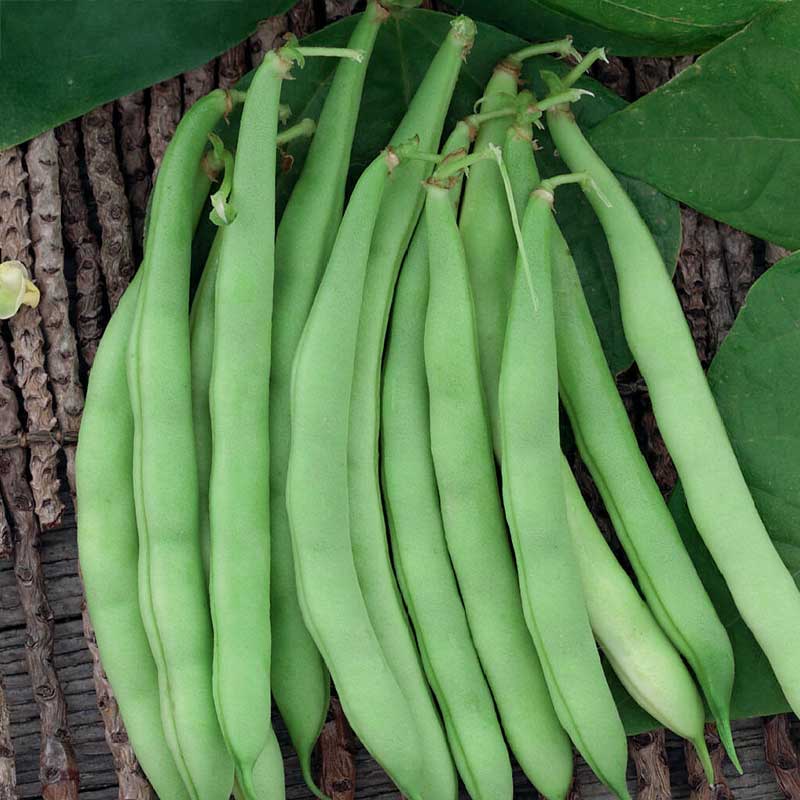 Bush Bean 'Saxa'