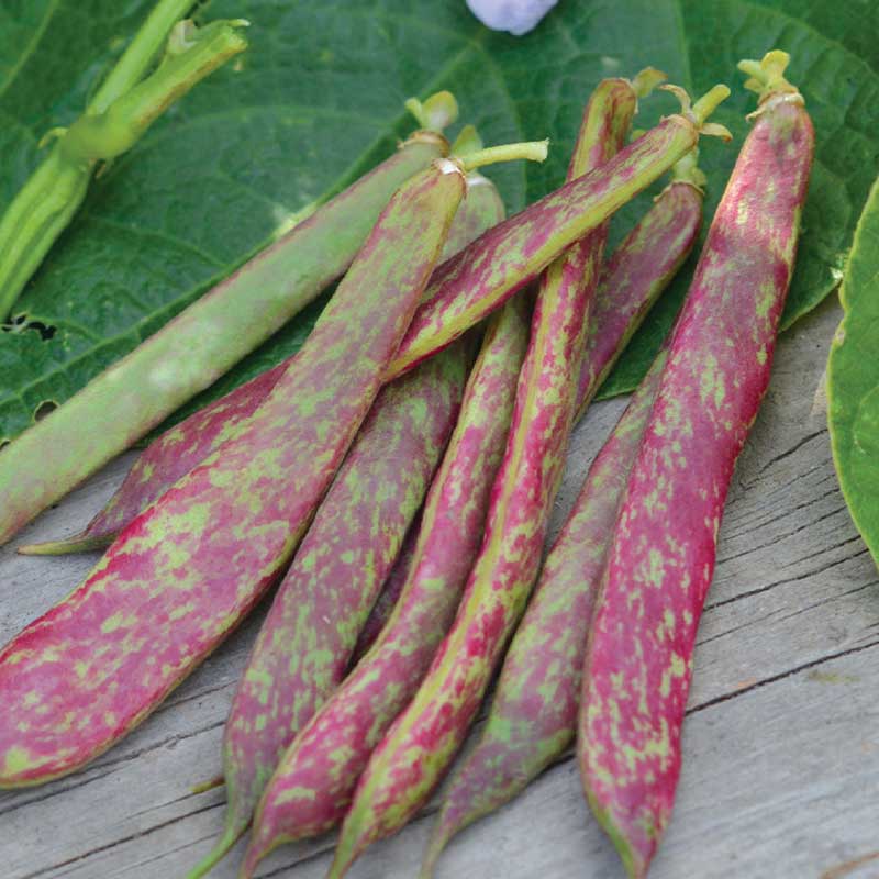 Shelling Bean 'Flambo'