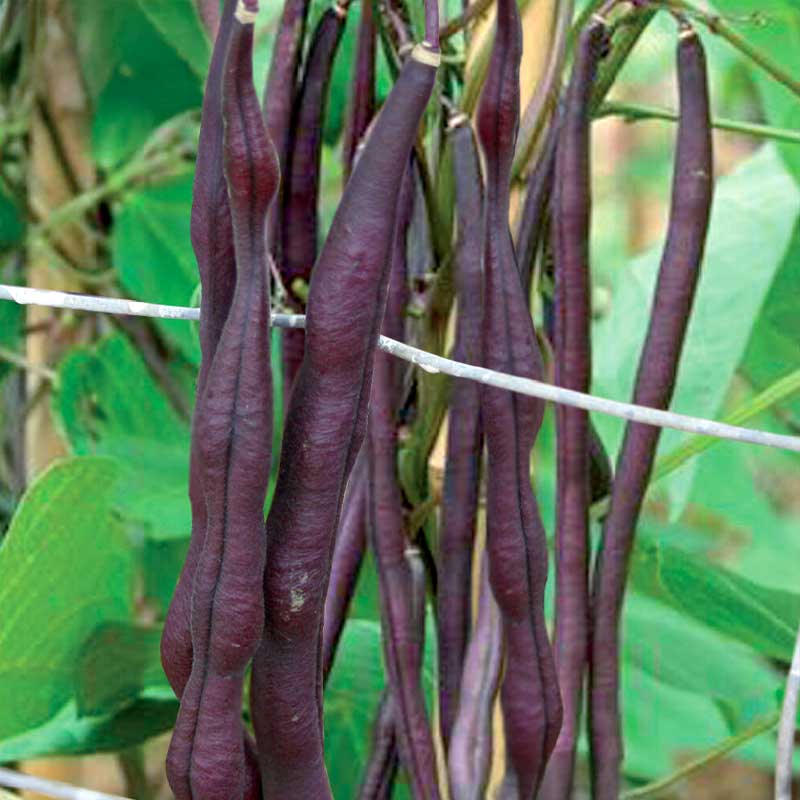 Pole Bean 'Carminat'