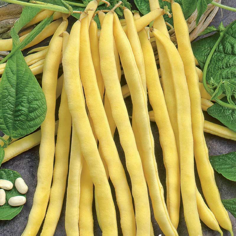 Pole Wax Bean 'Neckargold'