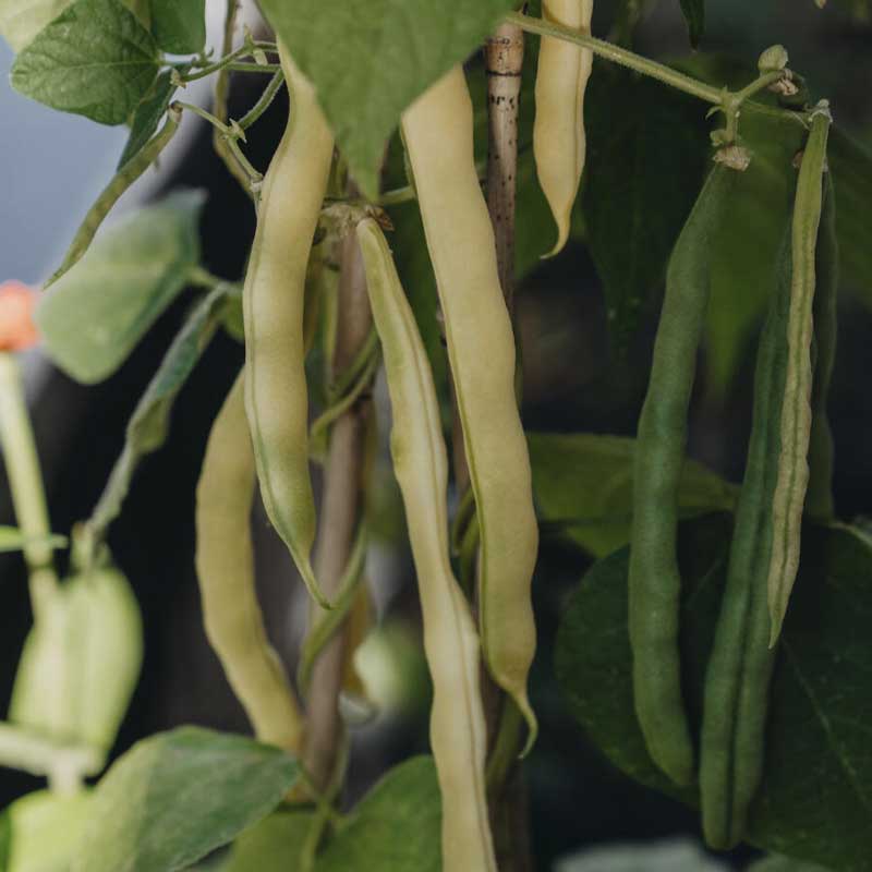 Wax Bean 'Maxidor'