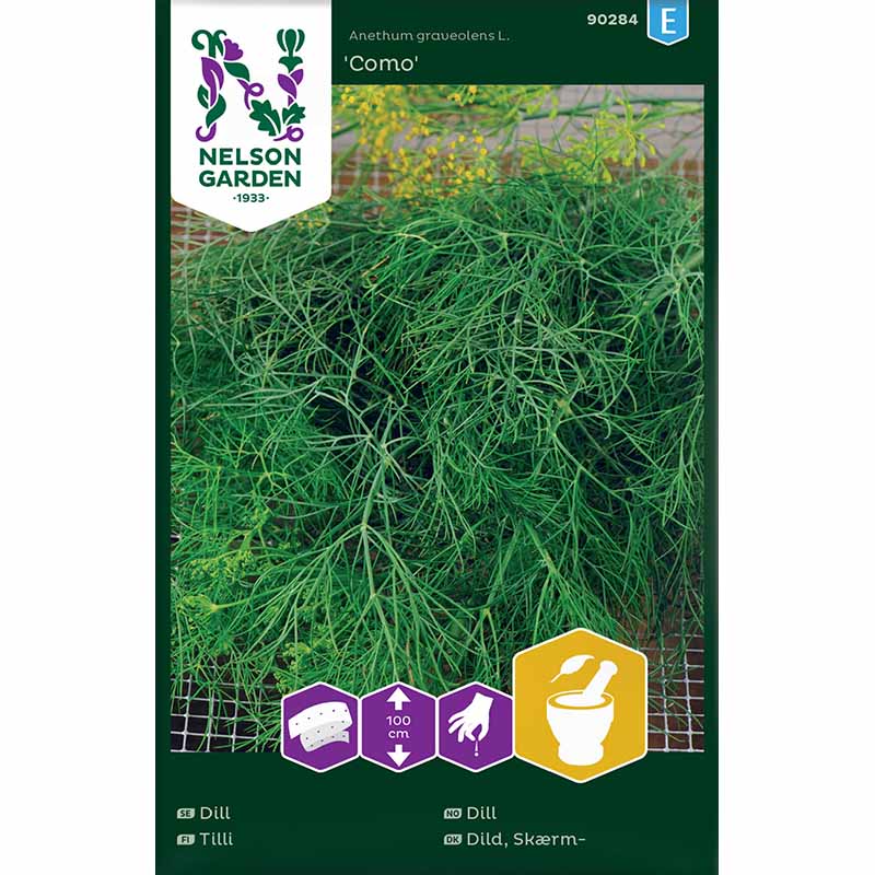 Dill 'Como'