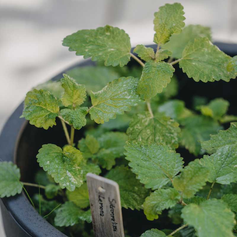 Lemon Balm 'Lemona'