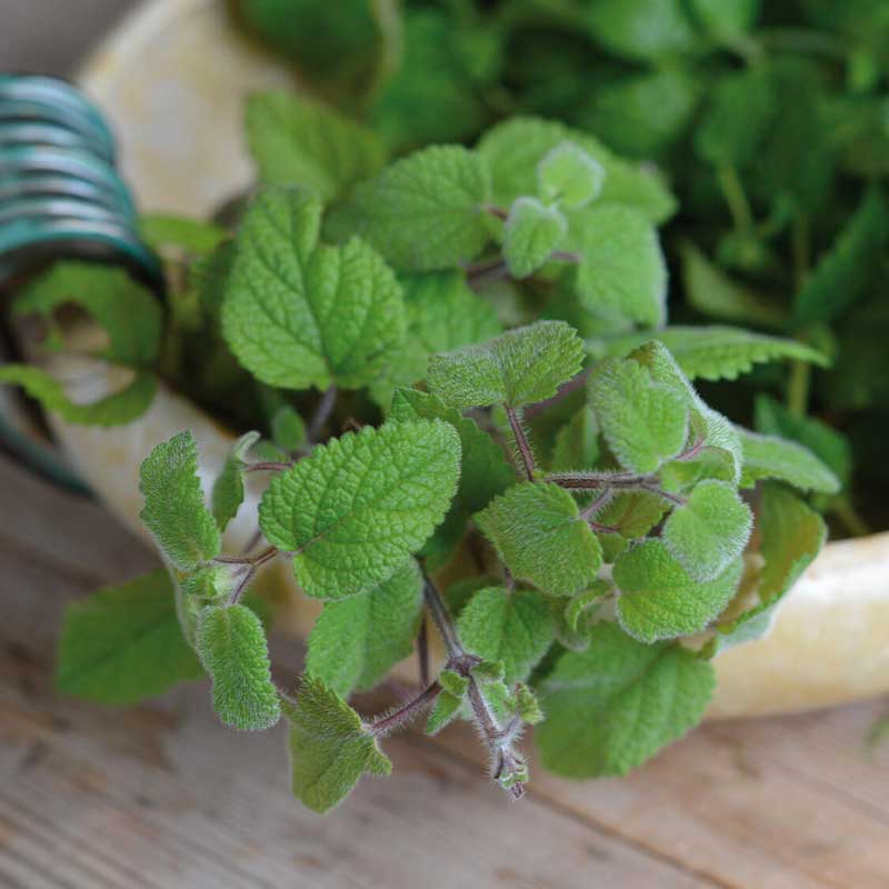Lemon Balm 'Mandarina'