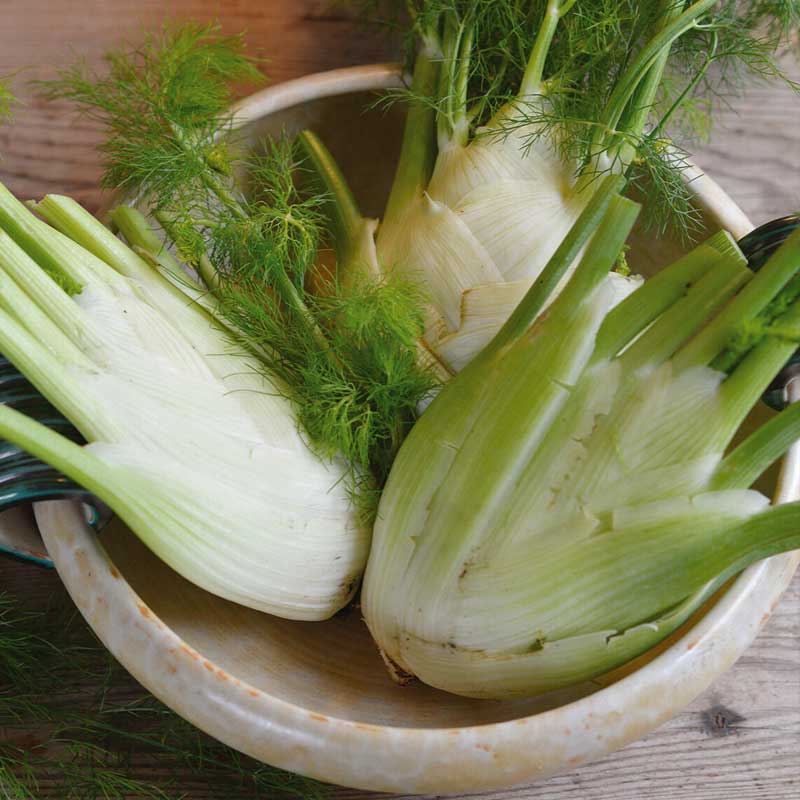 Sweet Fennel 'Preludio' F1