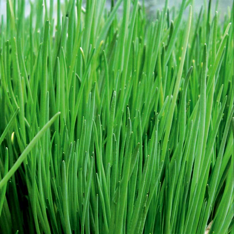 Chives 'Biggy'