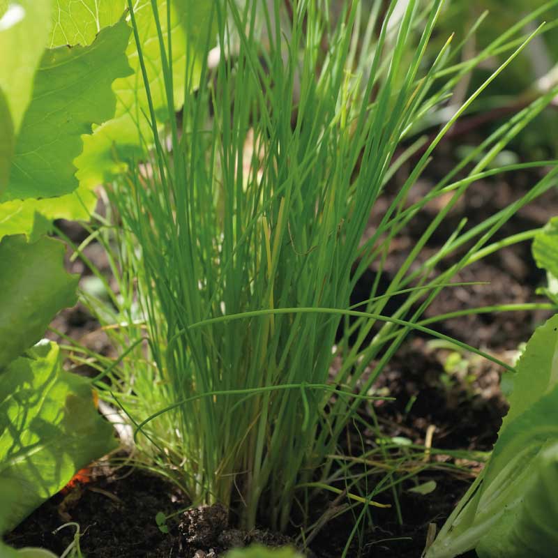 Chives 'Dolores'