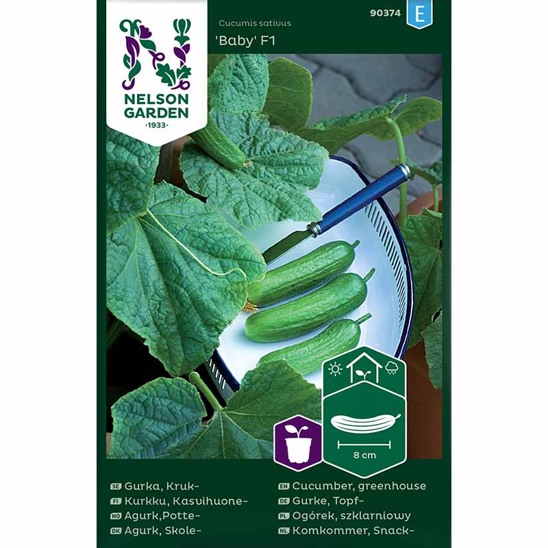 Pot Cucumber 'Baby' F1