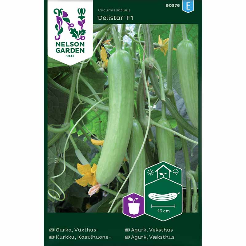Greenhouse Cucumber 'Delistar' F1