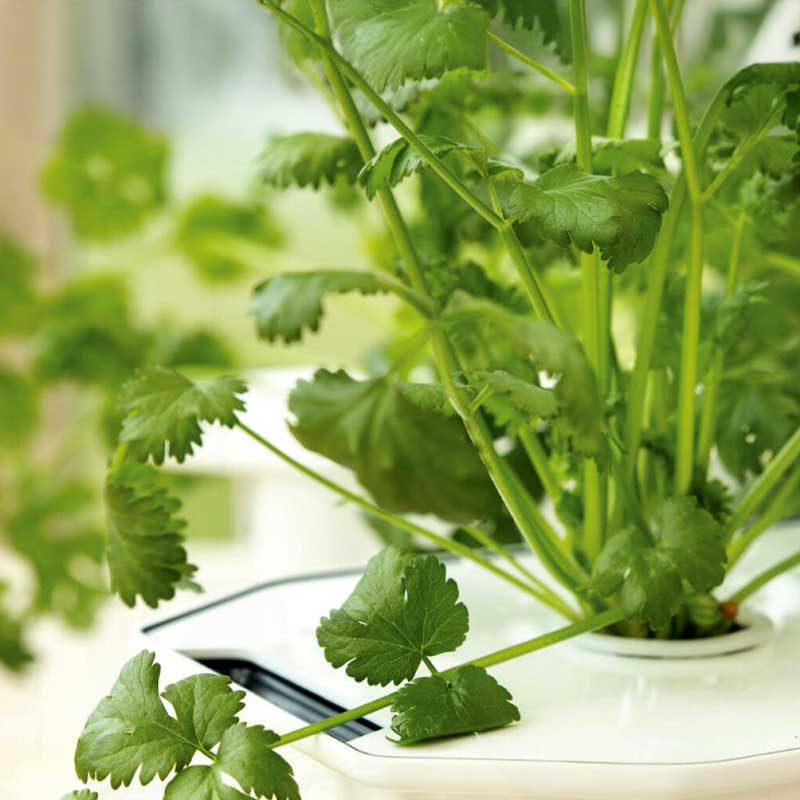 Coriander 'Micro Splits' - Harvy