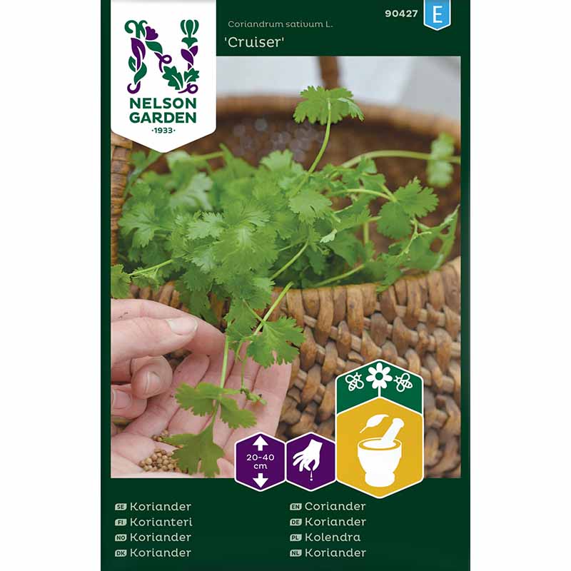Coriander 'Cruiser'