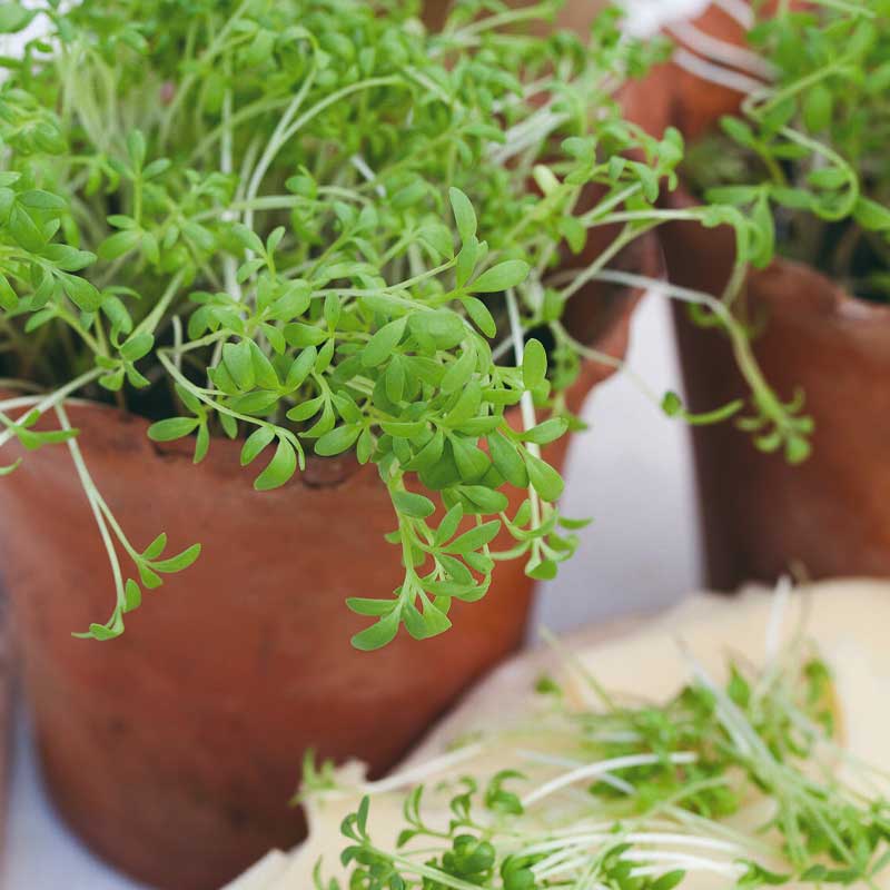 Garden Cress Organic
