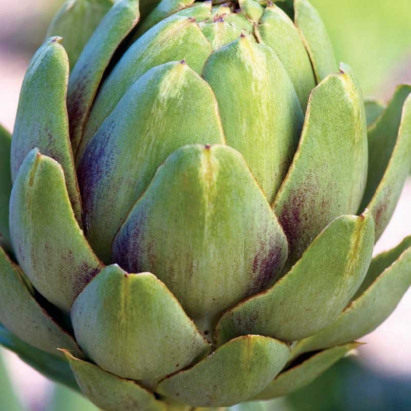 Artichoke 'Vert de Provence'