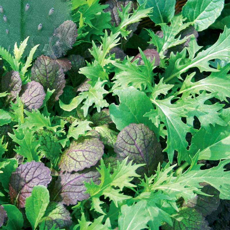Asian Cabbage, Mix