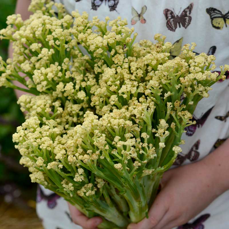 Cauliflower 'Blumini' F1