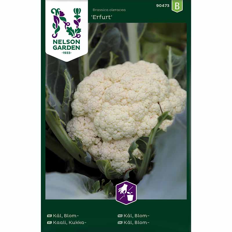 Cauliflower 'Erfurt'
