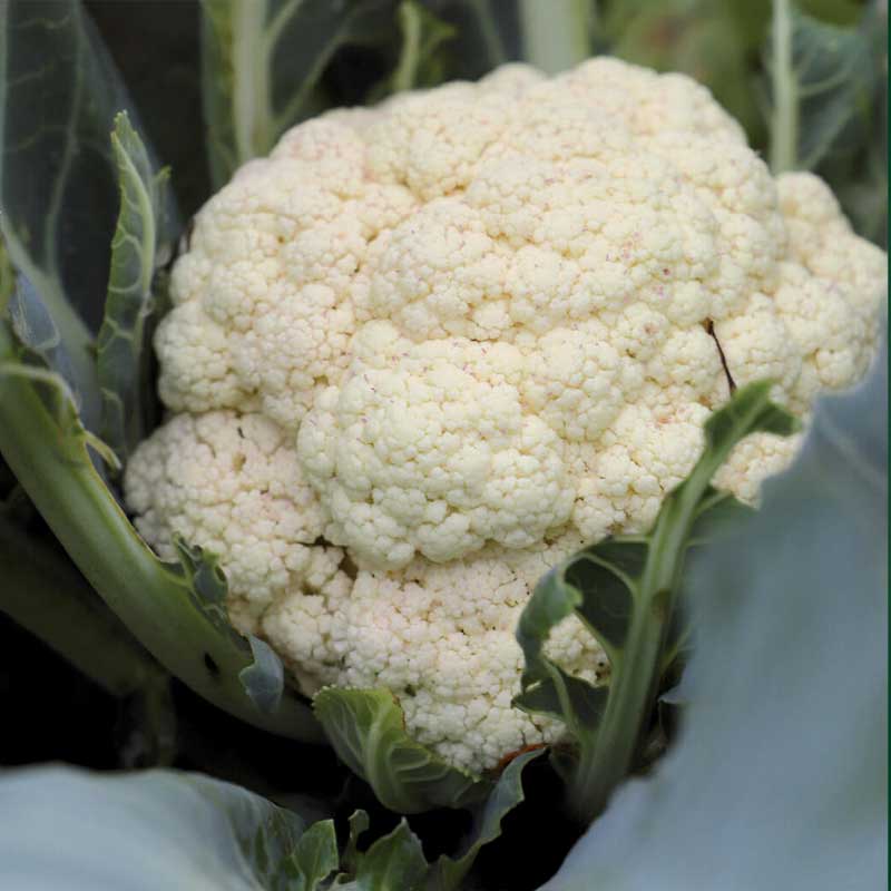 Cauliflower 'Erfurt'