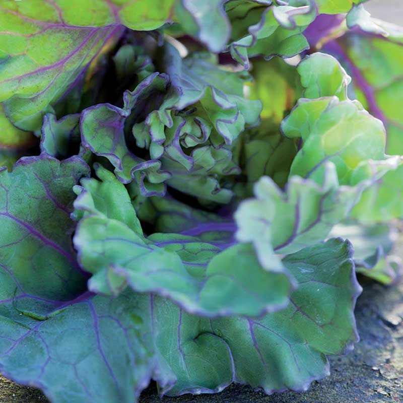 Flower Sprouts 'Autumn Star' F1