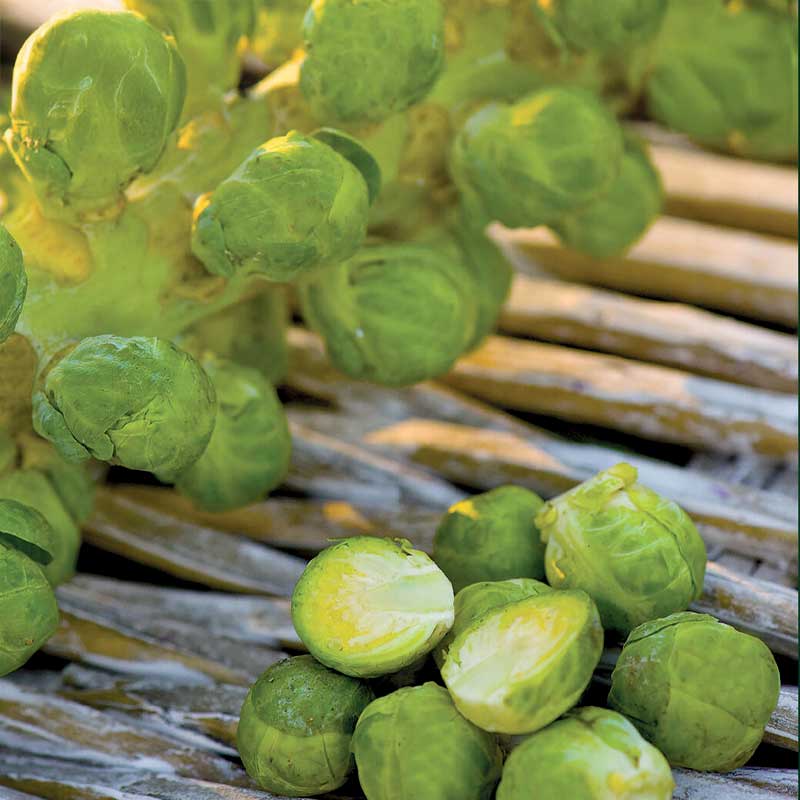 Brussels sprouts 'Igor' F1