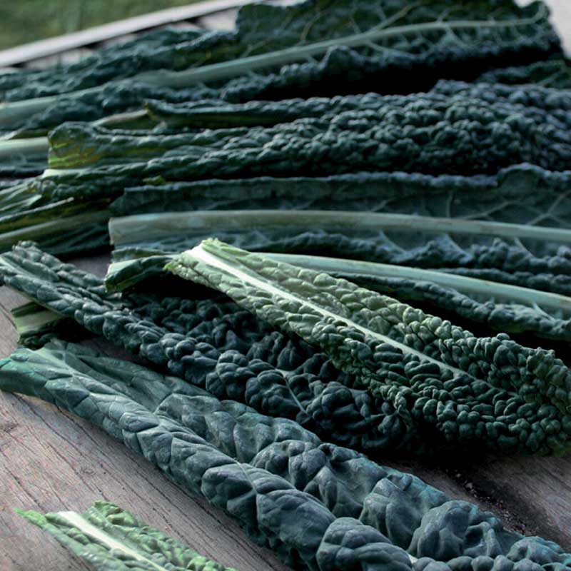 Kale / Black Kale 'Black Magic'