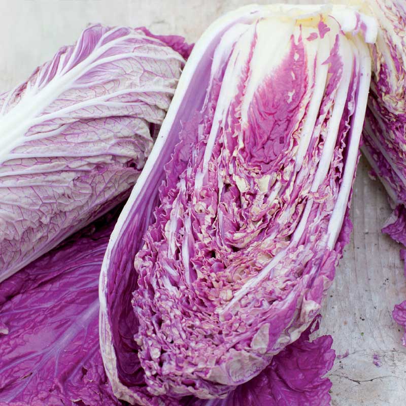 Salad Cabbage 'Scarvita' F1