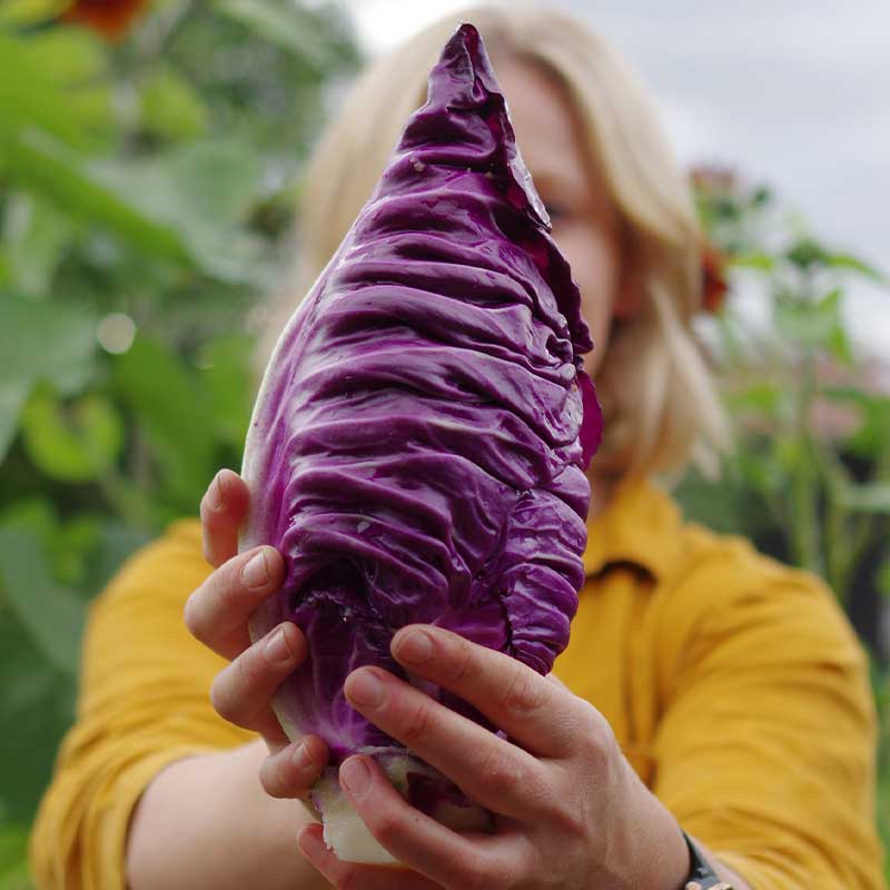 Pointed Red Cabbage 'Kalibos'