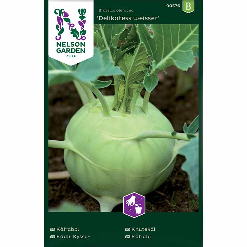 Kohlrabi 'Delikatess Weisser'