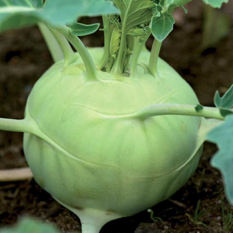 Kohlrabi 'Delikatess Weisser'