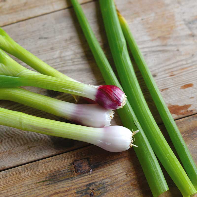 Welsh Onion 'Red Toga'