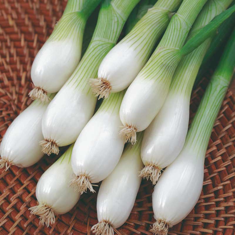 Spring Onion 'White Lisbon'