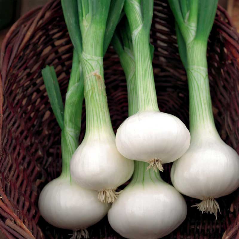 White Onion 'Pompei'