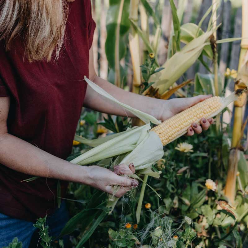 Sweet Corn 'Sweet Nugget'F1