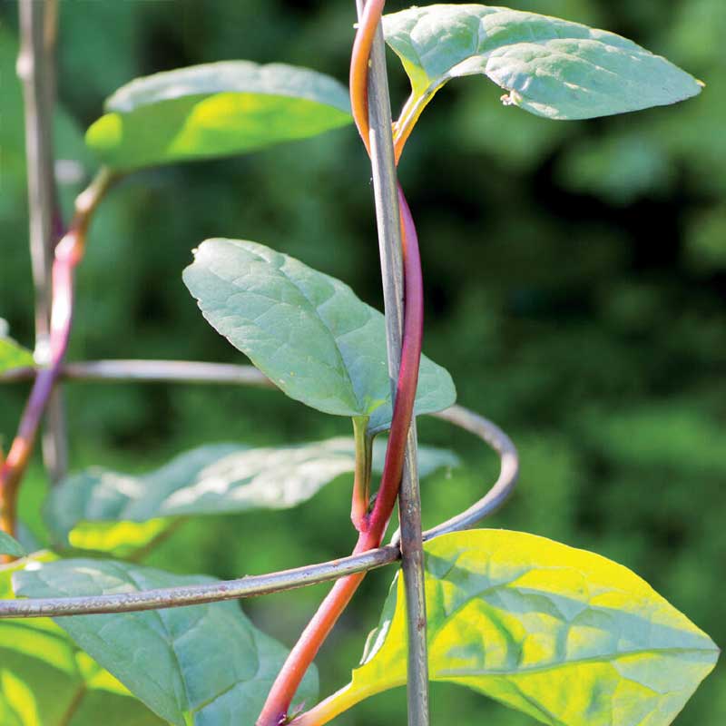 Malabar Spinach 'Rubra'