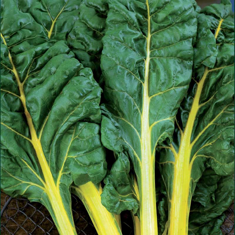 Swiss Chard 'Bright Yellow'