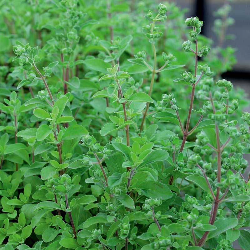 Marjoram