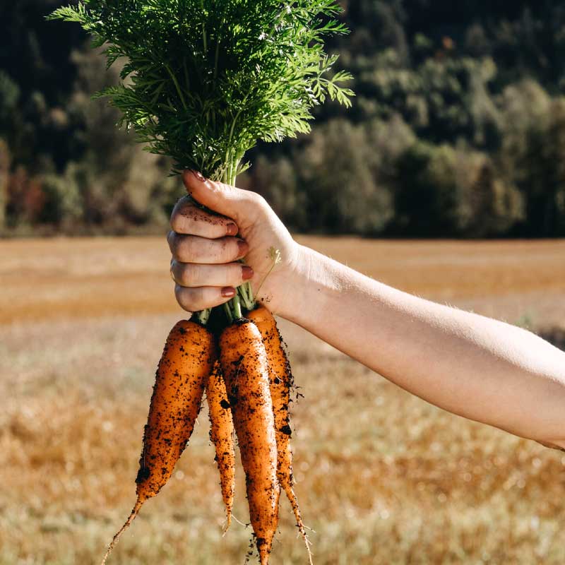 Winter carrot 'Flakkée 2'