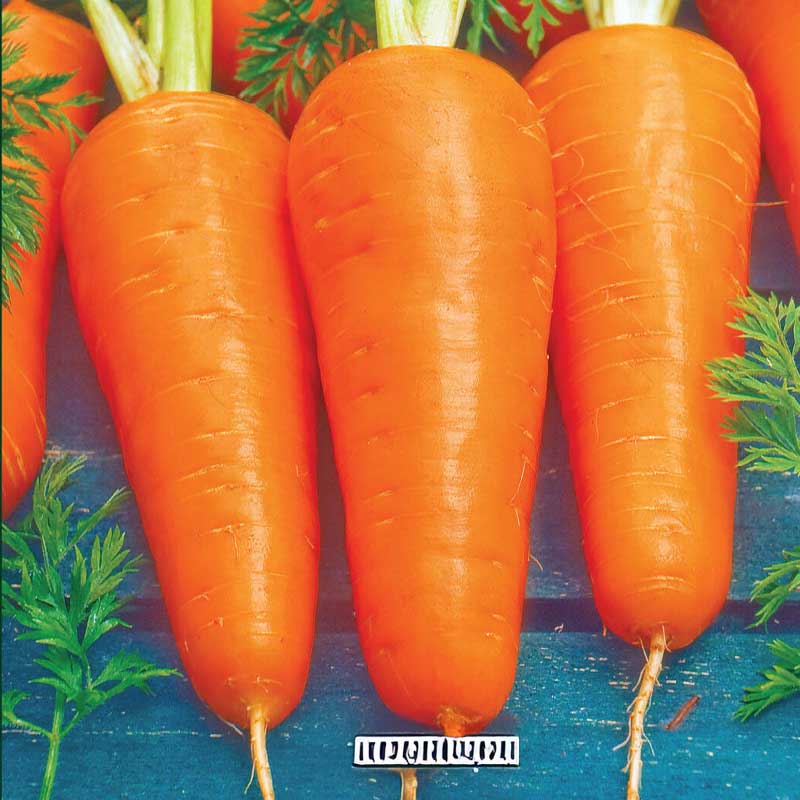 Winter Carrot 'Flakkée 2'