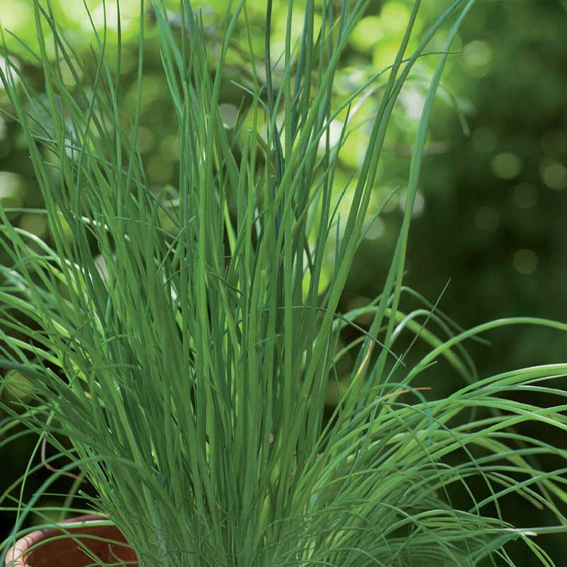 Chives 'Staro' Organic