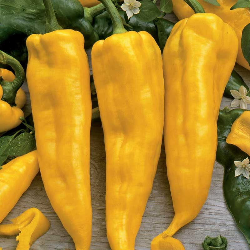 Sweet Pepper 'Astor'F1